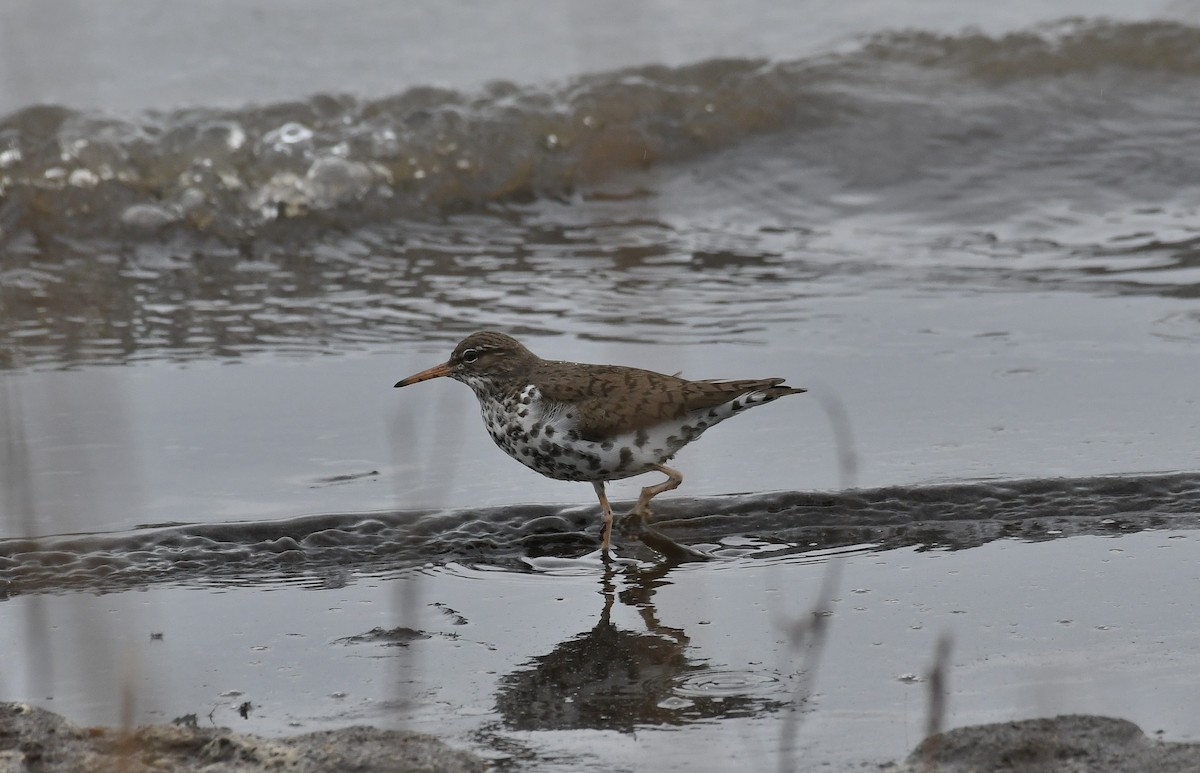 Spotted Sandpiper - joe wolf