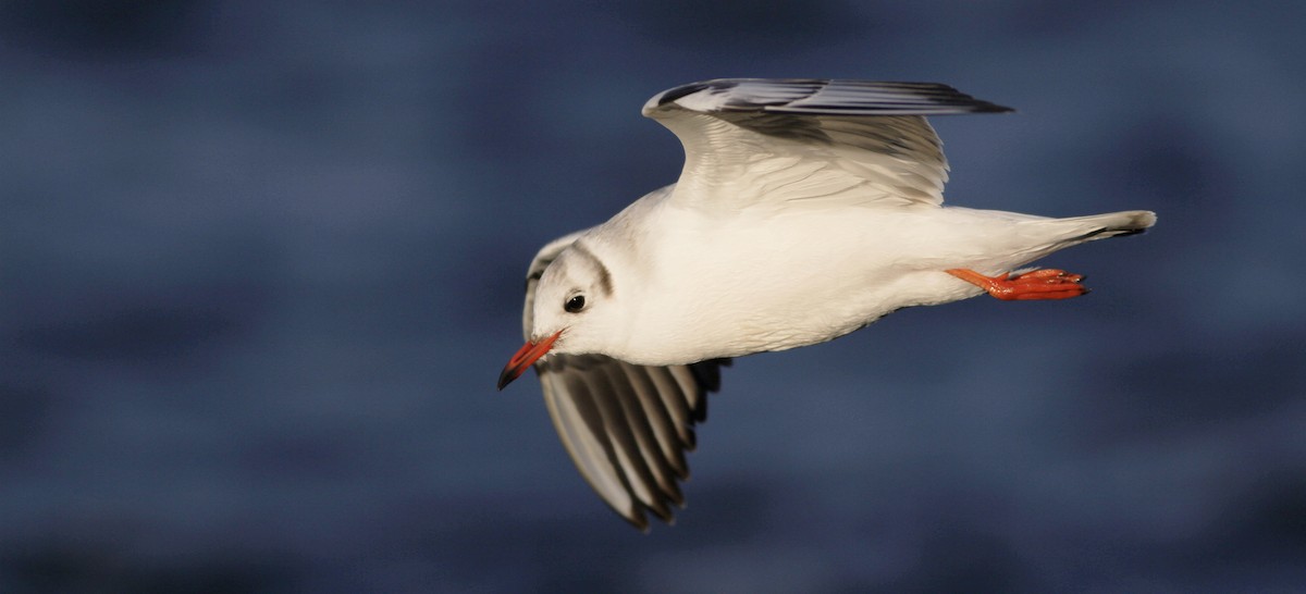 Mouette rieuse - ML22906271