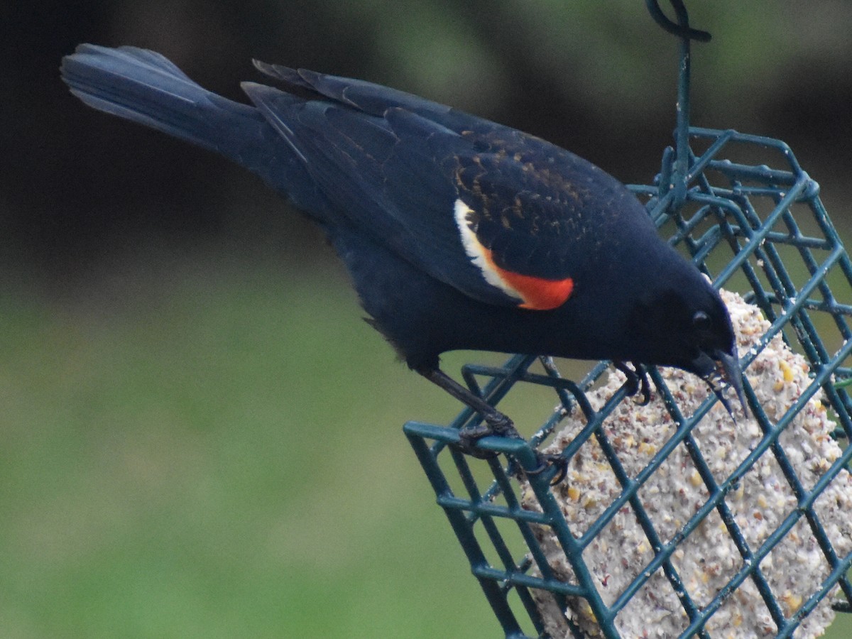 Red-winged Blackbird - ML229063031