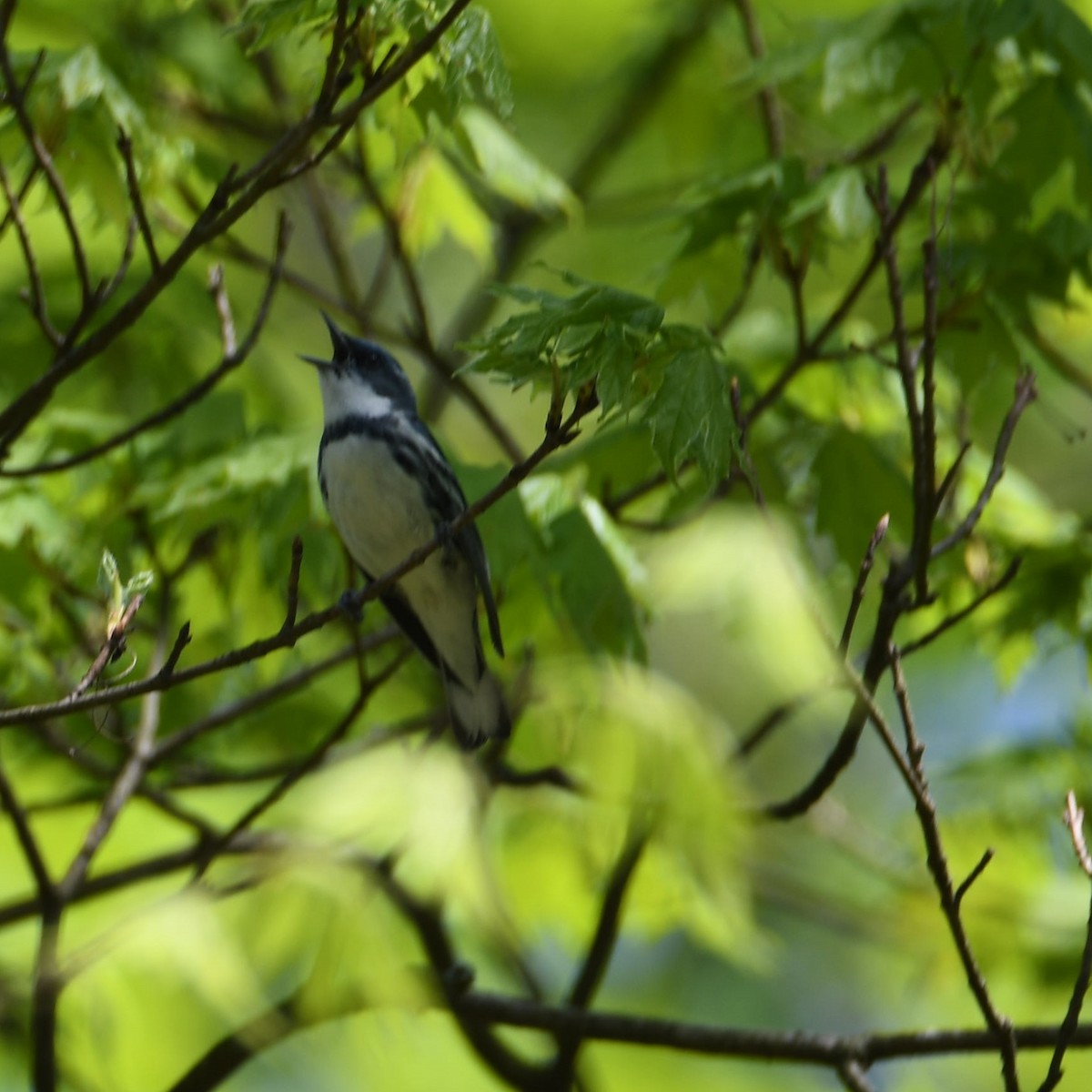 Cerulean Warbler - Joseph Keating