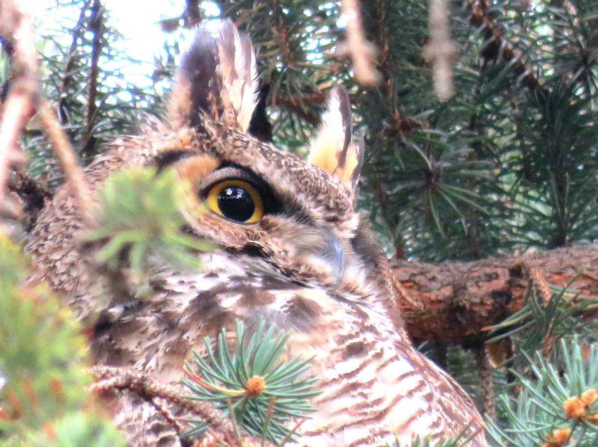 Great Horned Owl - ML229063691