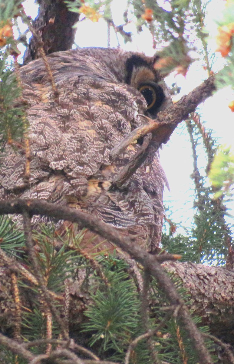 Great Horned Owl - ML229063731