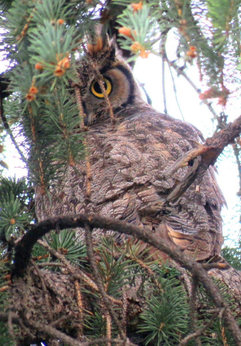 Great Horned Owl - ML229063761
