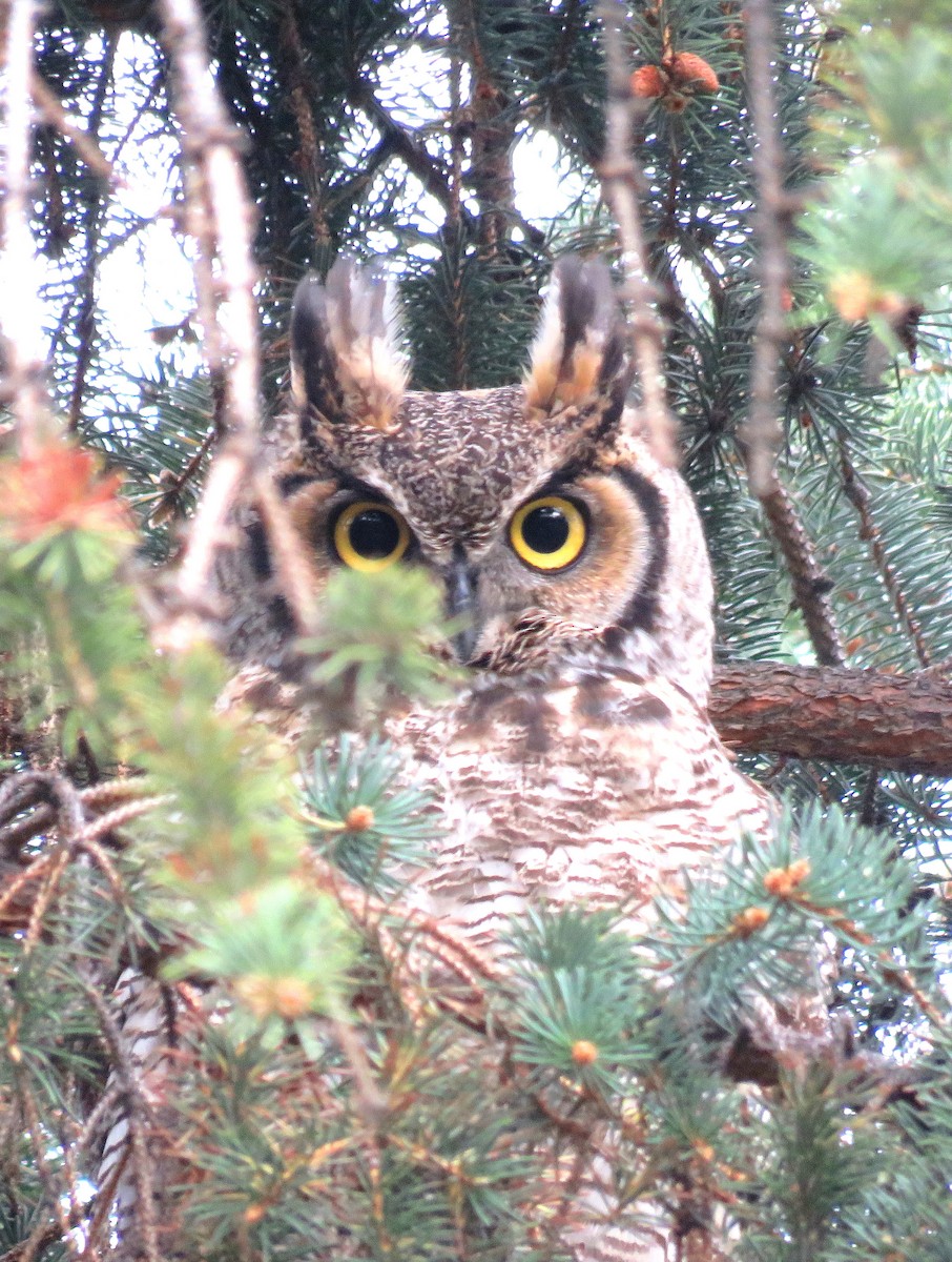 Great Horned Owl - ML229063771