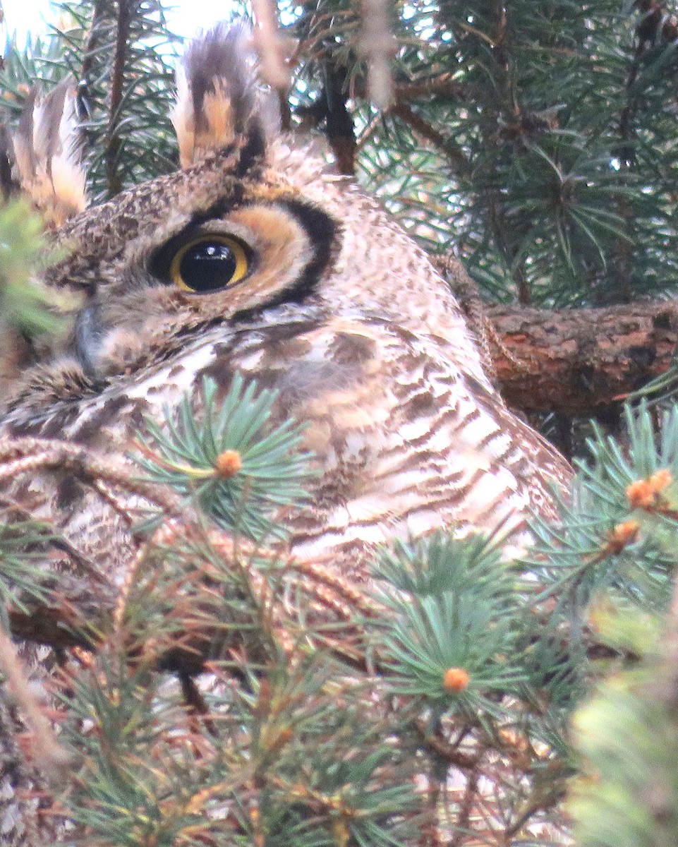 Great Horned Owl - ML229063861