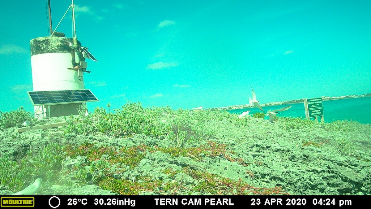 Sandwich Tern - Bermuda Historical Records