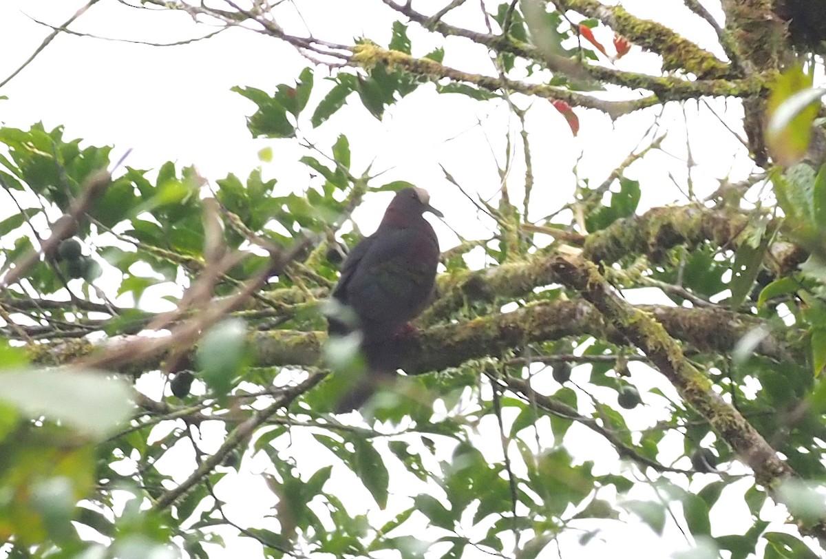 New Guinea Bronzewing - ML229065381