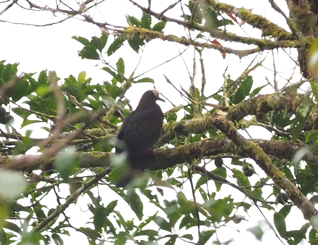 New Guinea Bronzewing - ML229065511