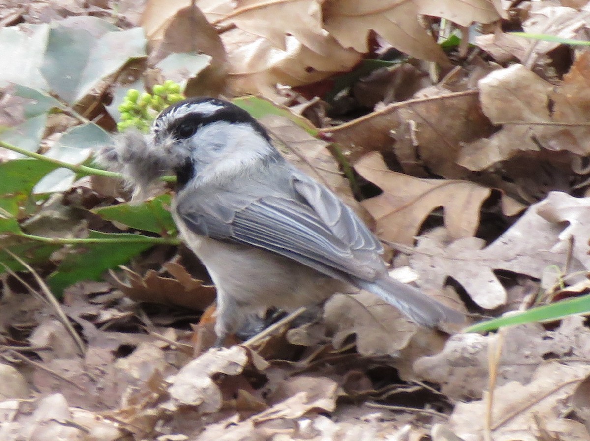 Mountain Chickadee - ML229065831