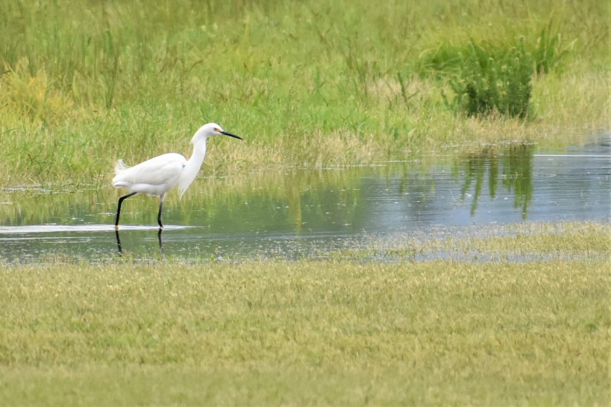 Snowy Egret - ML229065841
