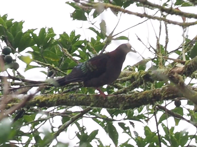 New Guinea Bronzewing - ML229065931