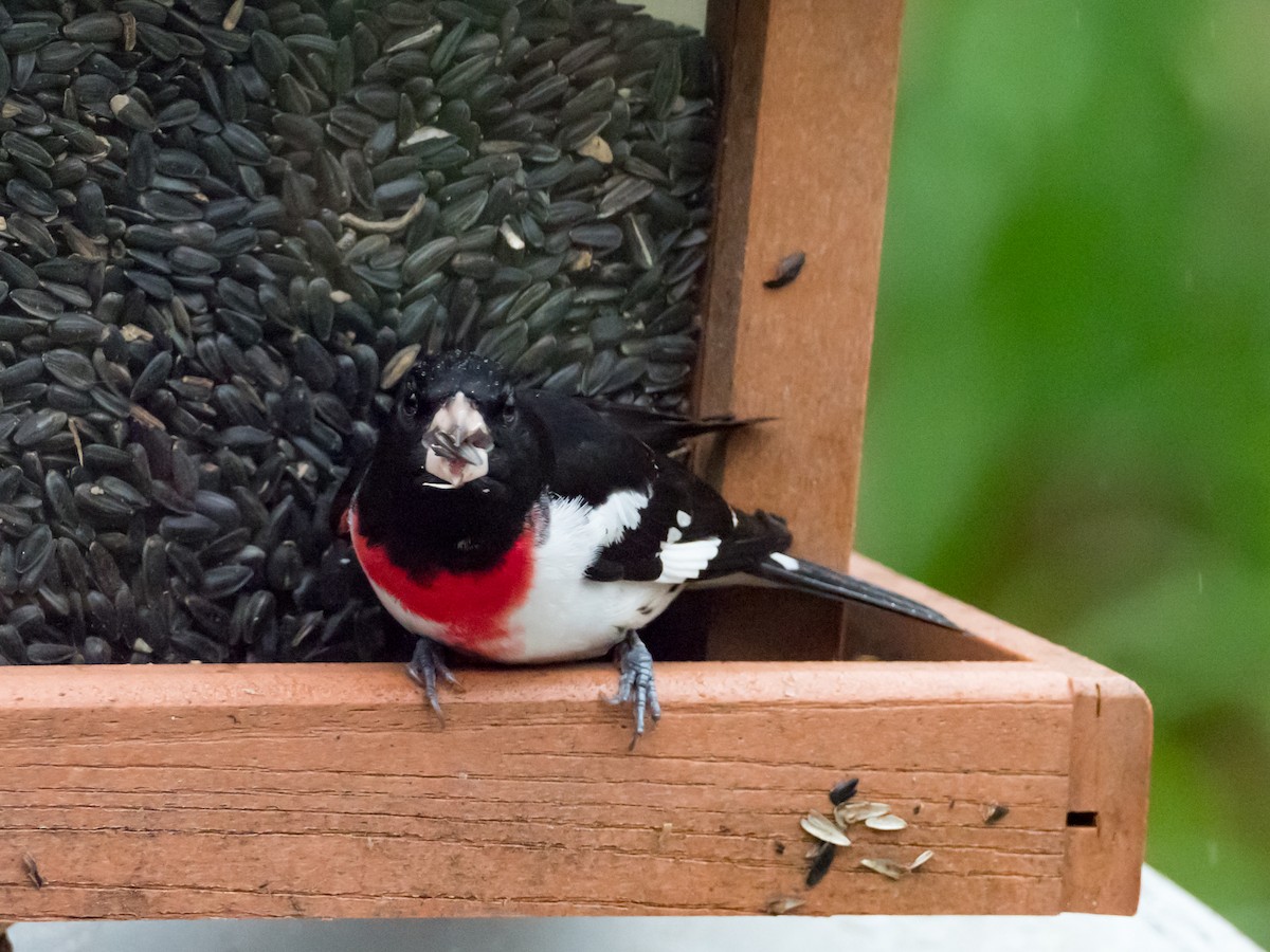 Rose-breasted Grosbeak - ML229066291