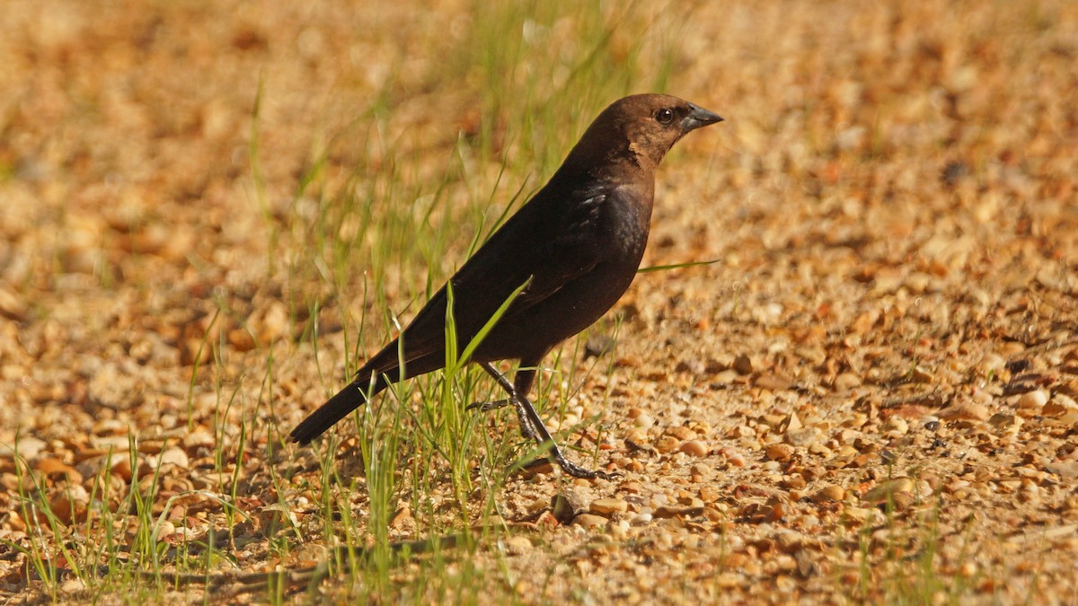 Brown-headed Cowbird - ML229067201