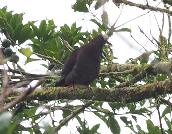 New Guinea Bronzewing - ML229067331