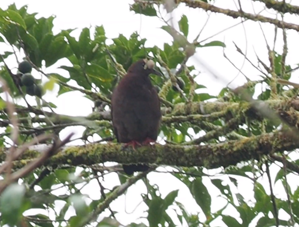 New Guinea Bronzewing - ML229067341