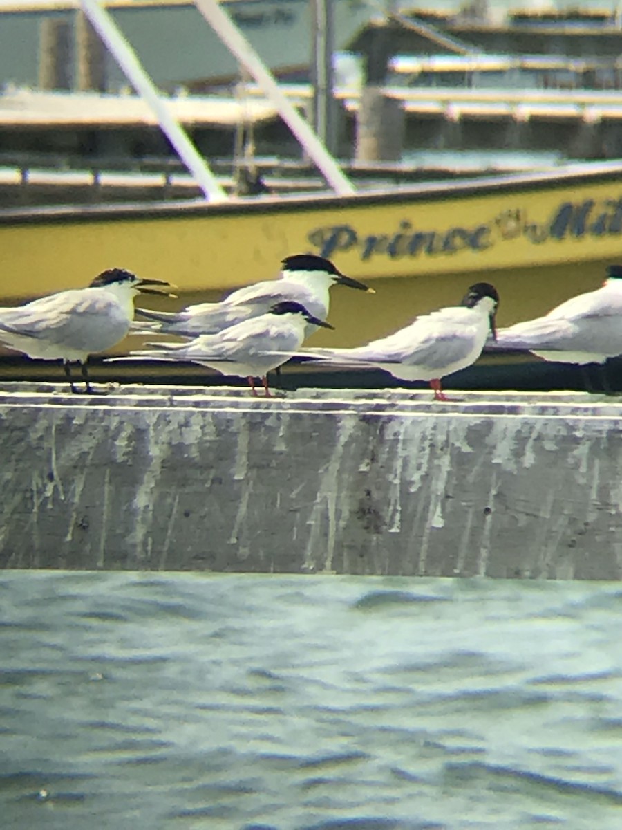 Roseate Tern - ML229067471