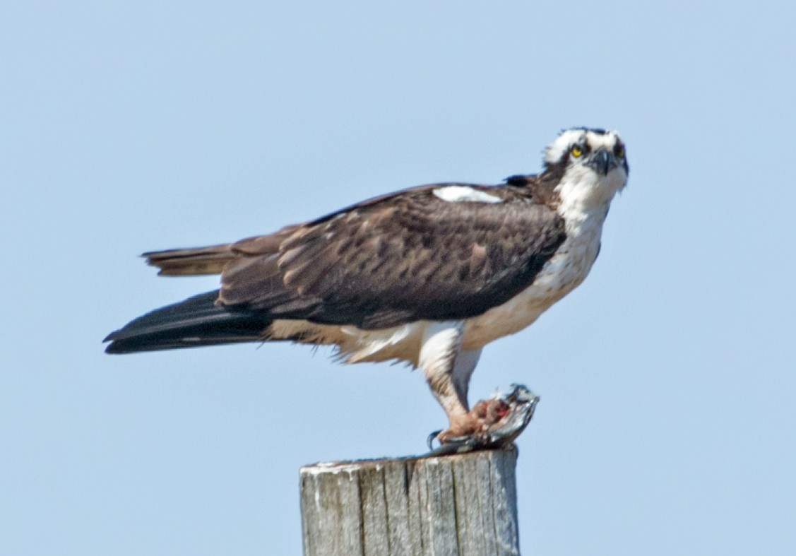 Águila Pescadora - ML229067481