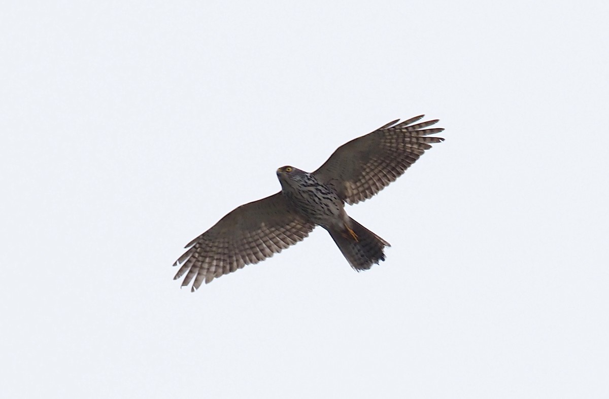 Black-mantled Goshawk - ML229067581