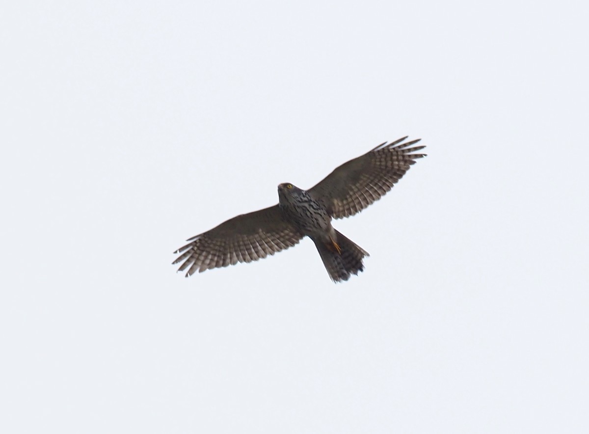 Black-mantled Goshawk - ML229067801