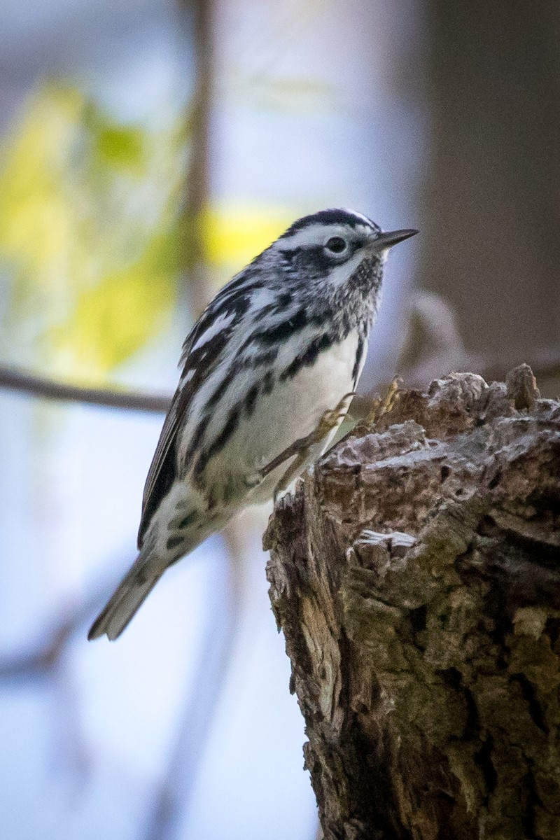 Black-and-white Warbler - JC Avena