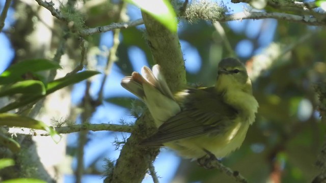 Tennessee Warbler - ML229068941