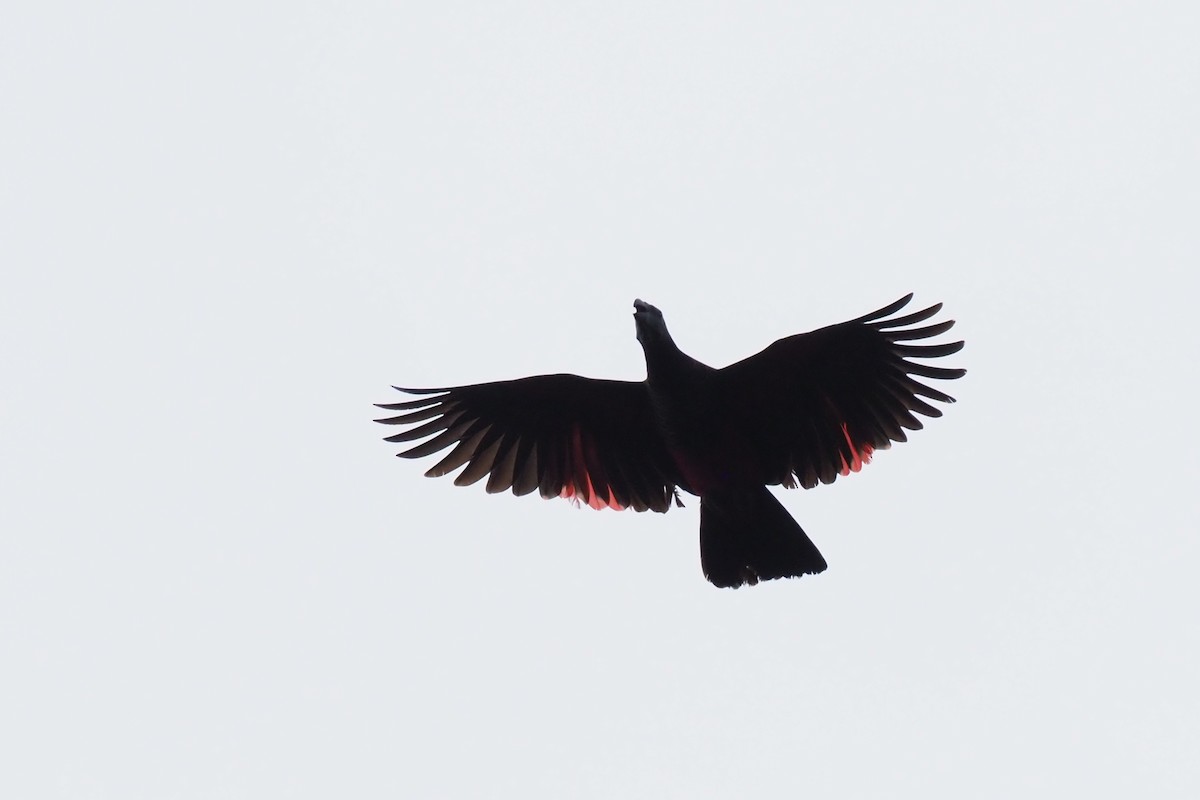 Pesquet's Parrot - ML229069261