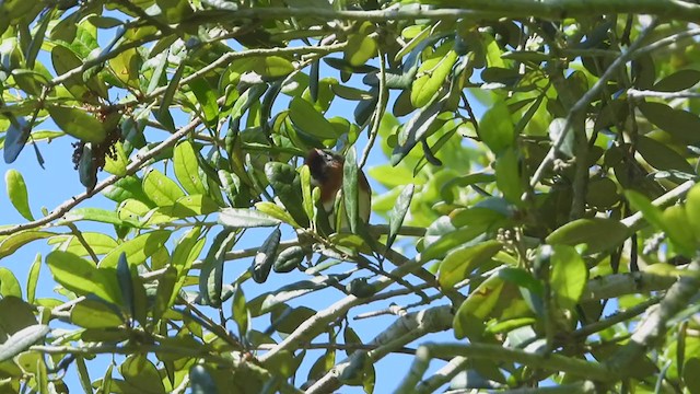 Bay-breasted Warbler - ML229069281