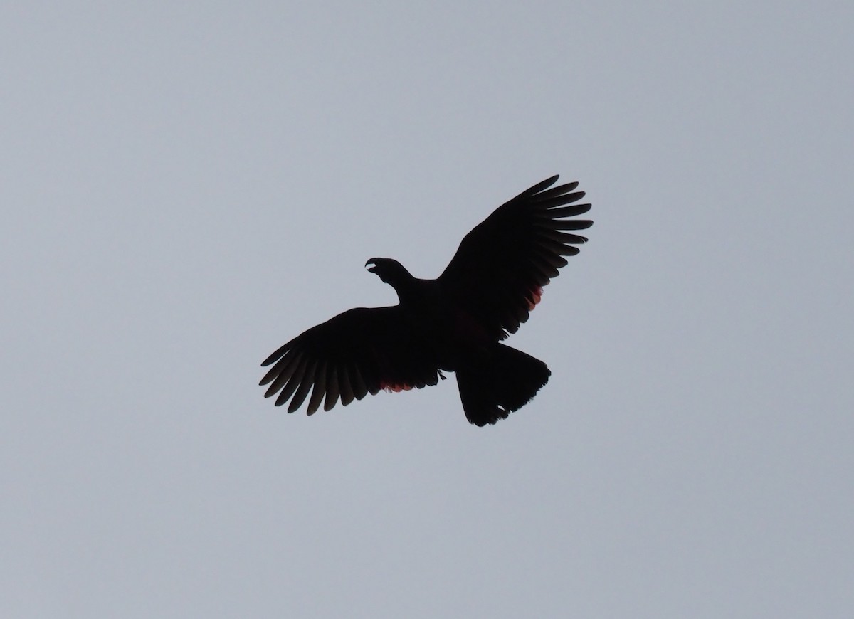 Pesquet's Parrot - ML229069371