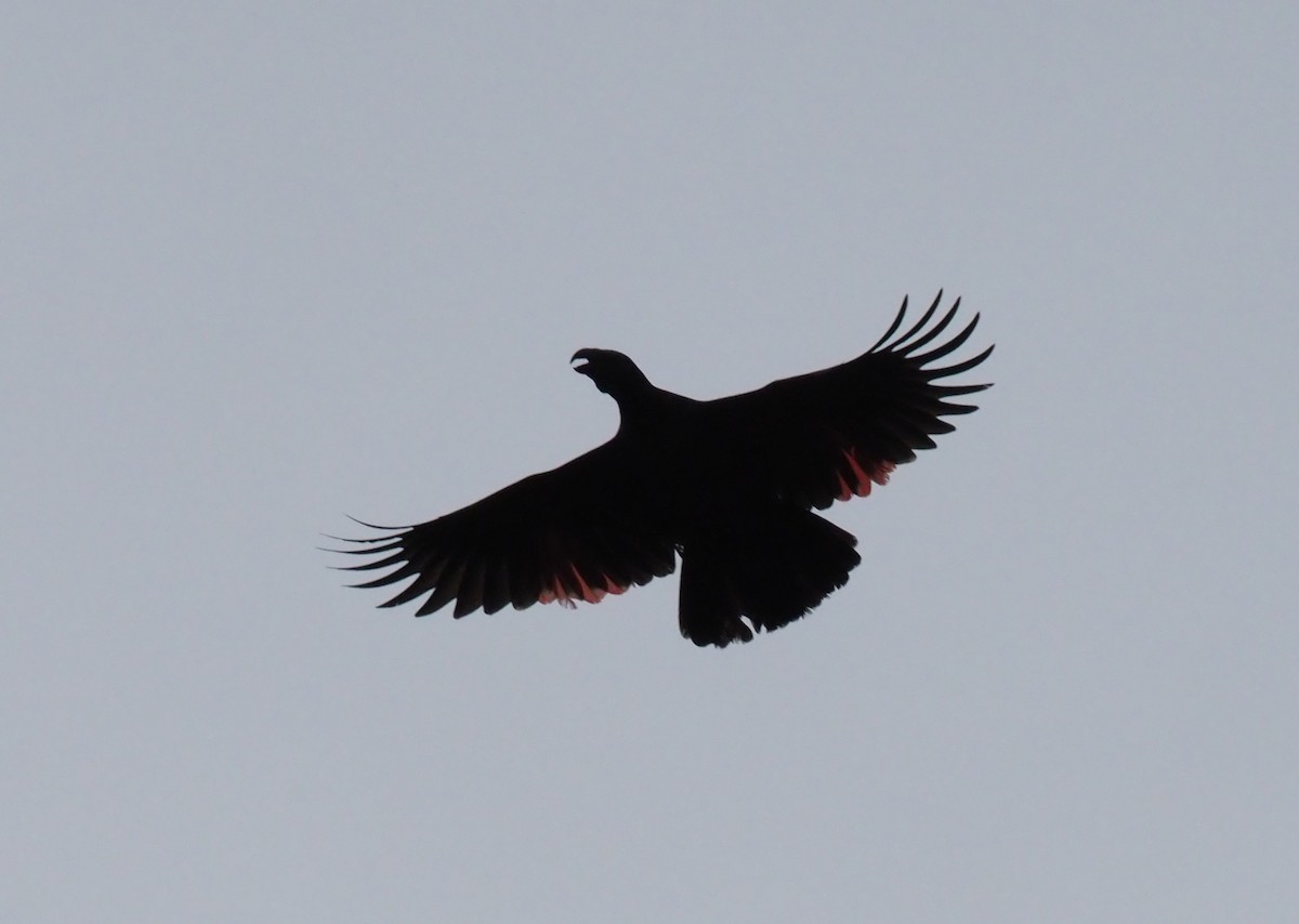Pesquet's Parrot - ML229069431