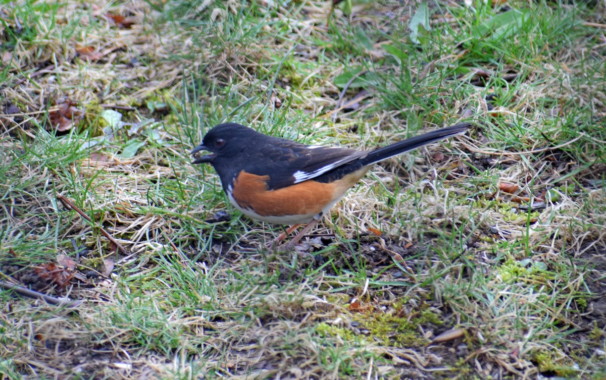 Eastern Towhee - ML229069951