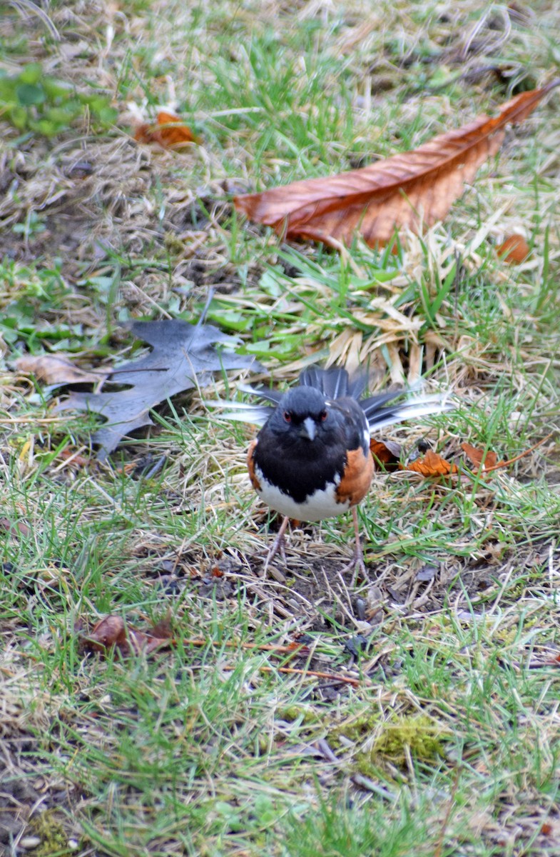 Eastern Towhee - ML229069961