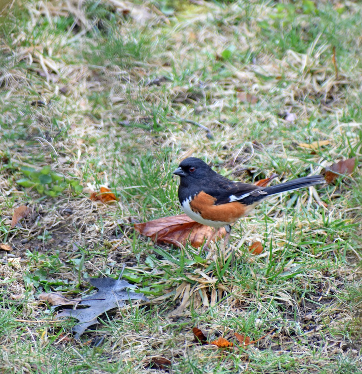 Eastern Towhee - ML229069991