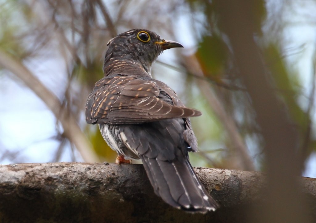 Madagascar Cuckoo - Carmelo López Abad