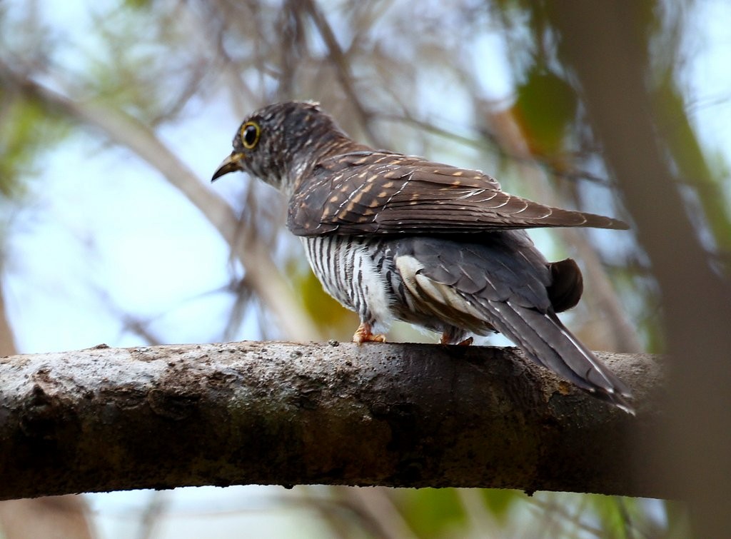 Madagascar Cuckoo - ML229070201