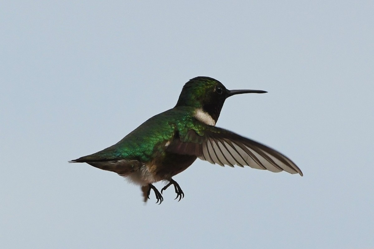 Ruby-throated Hummingbird - ML229070581