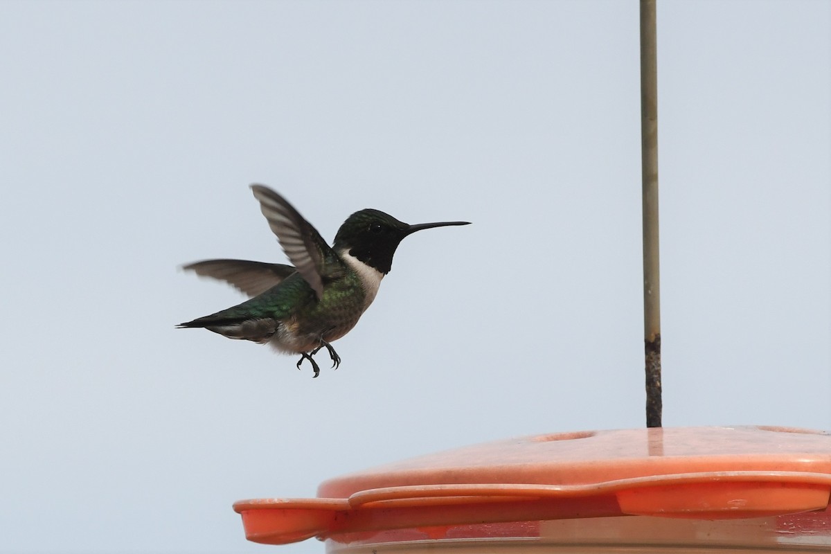 Ruby-throated Hummingbird - ML229070611