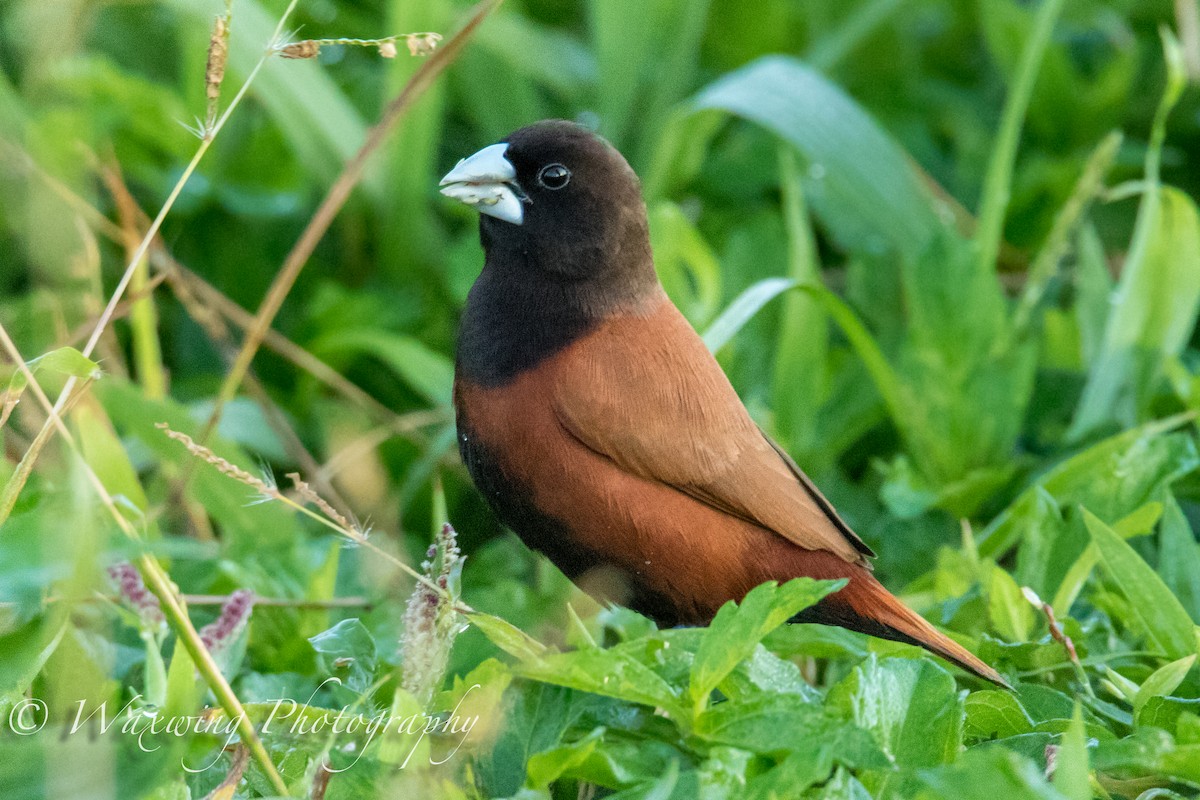 Chestnut Munia - ML22907201