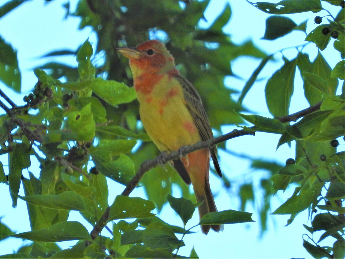 Summer Tanager - ML229072921