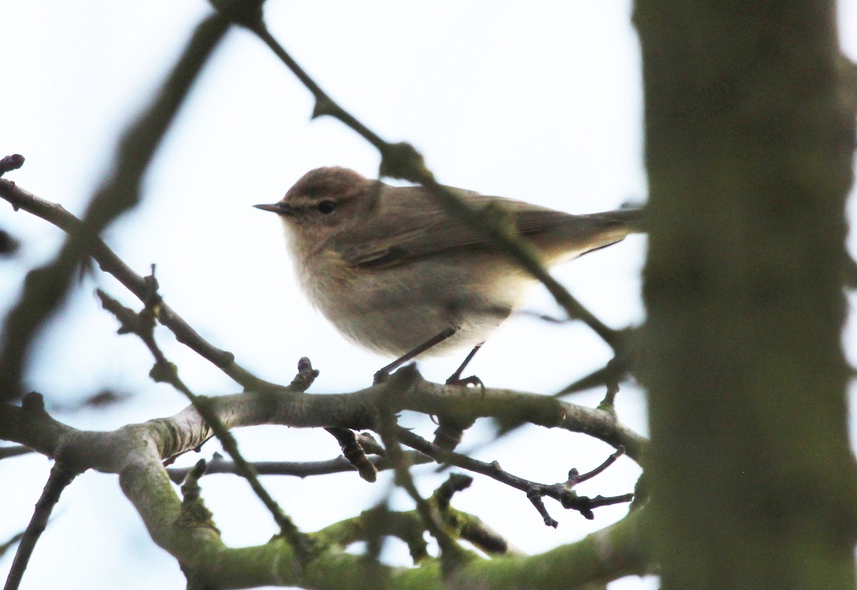 Common Chiffchaff (Siberian) - Alexander Lees