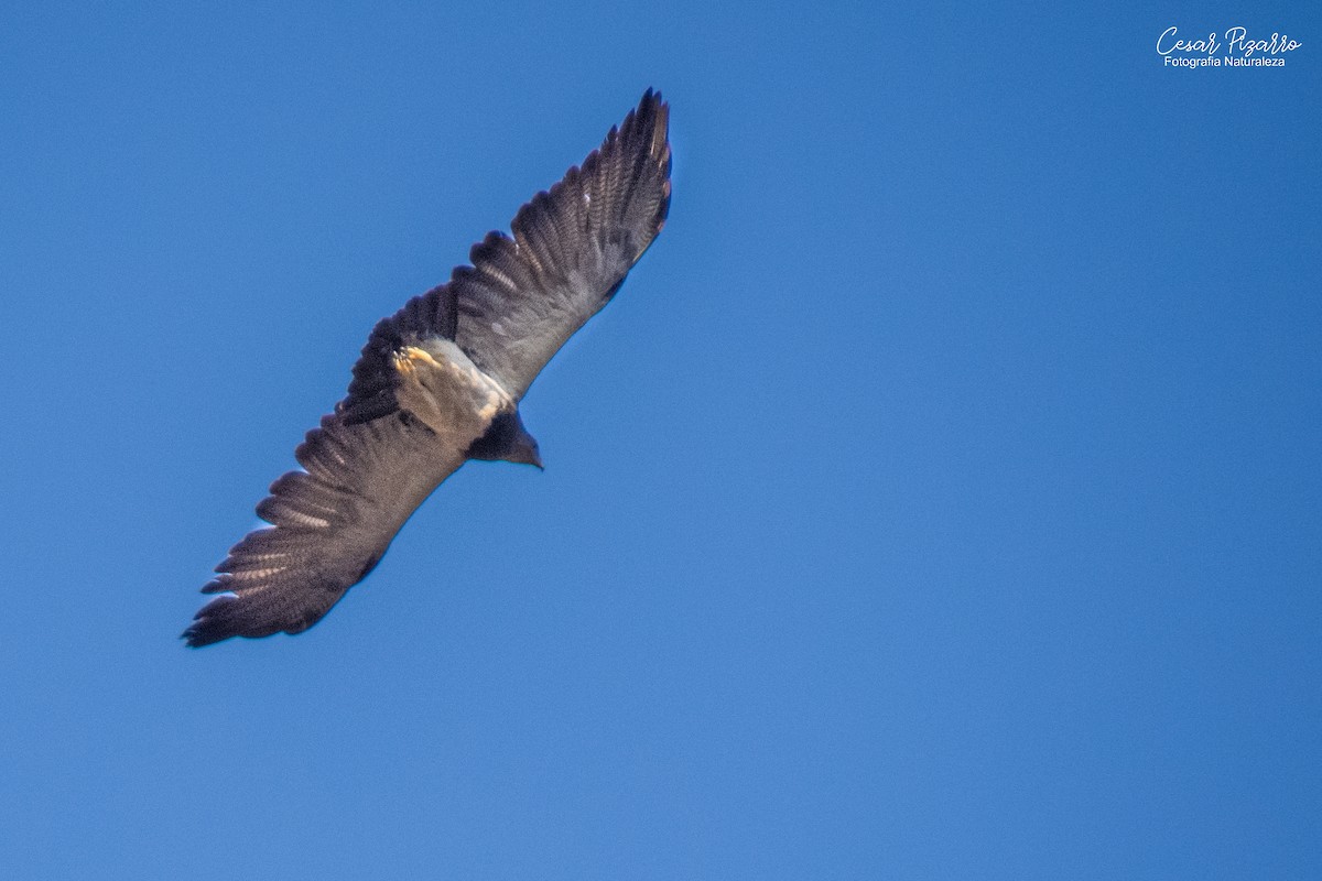 Black-chested Buzzard-Eagle - ML229074761