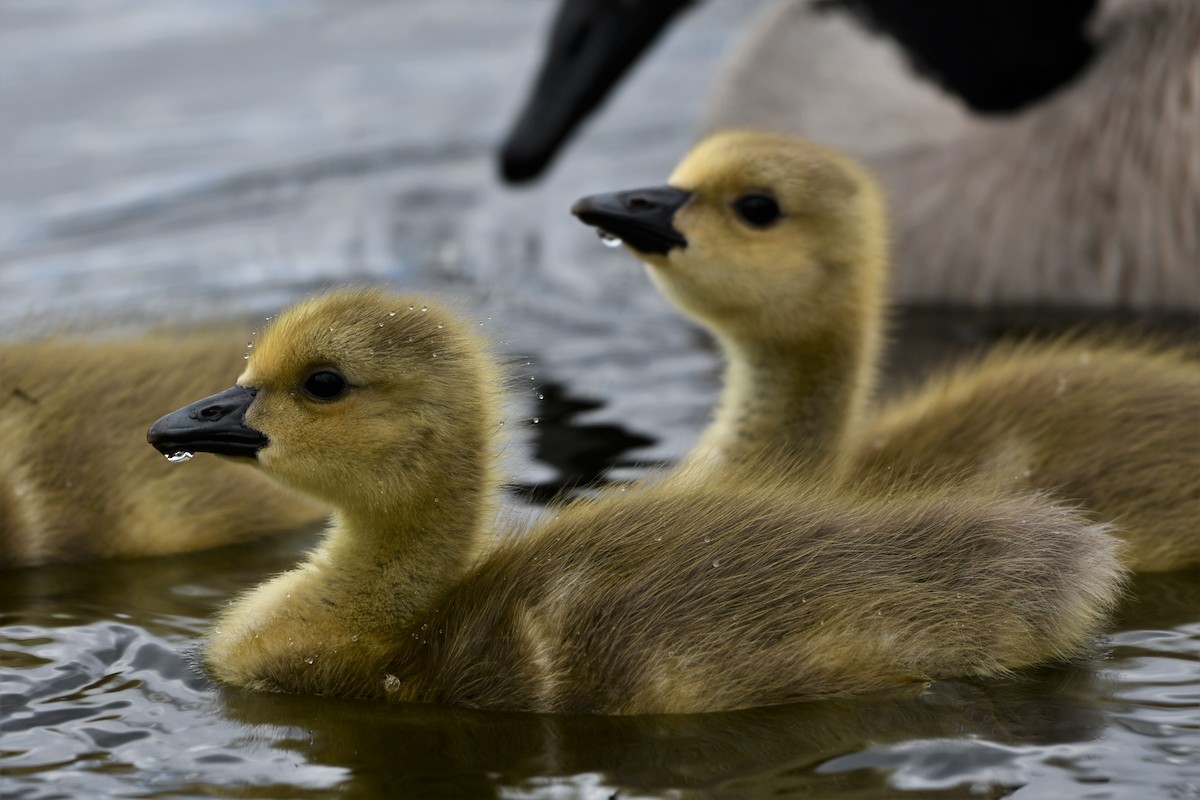 Canada Goose - Cameron Chevalier