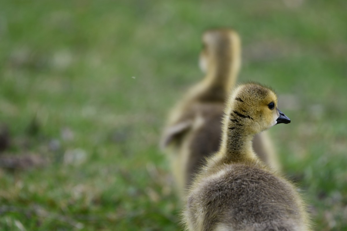 Canada Goose - Cameron Chevalier