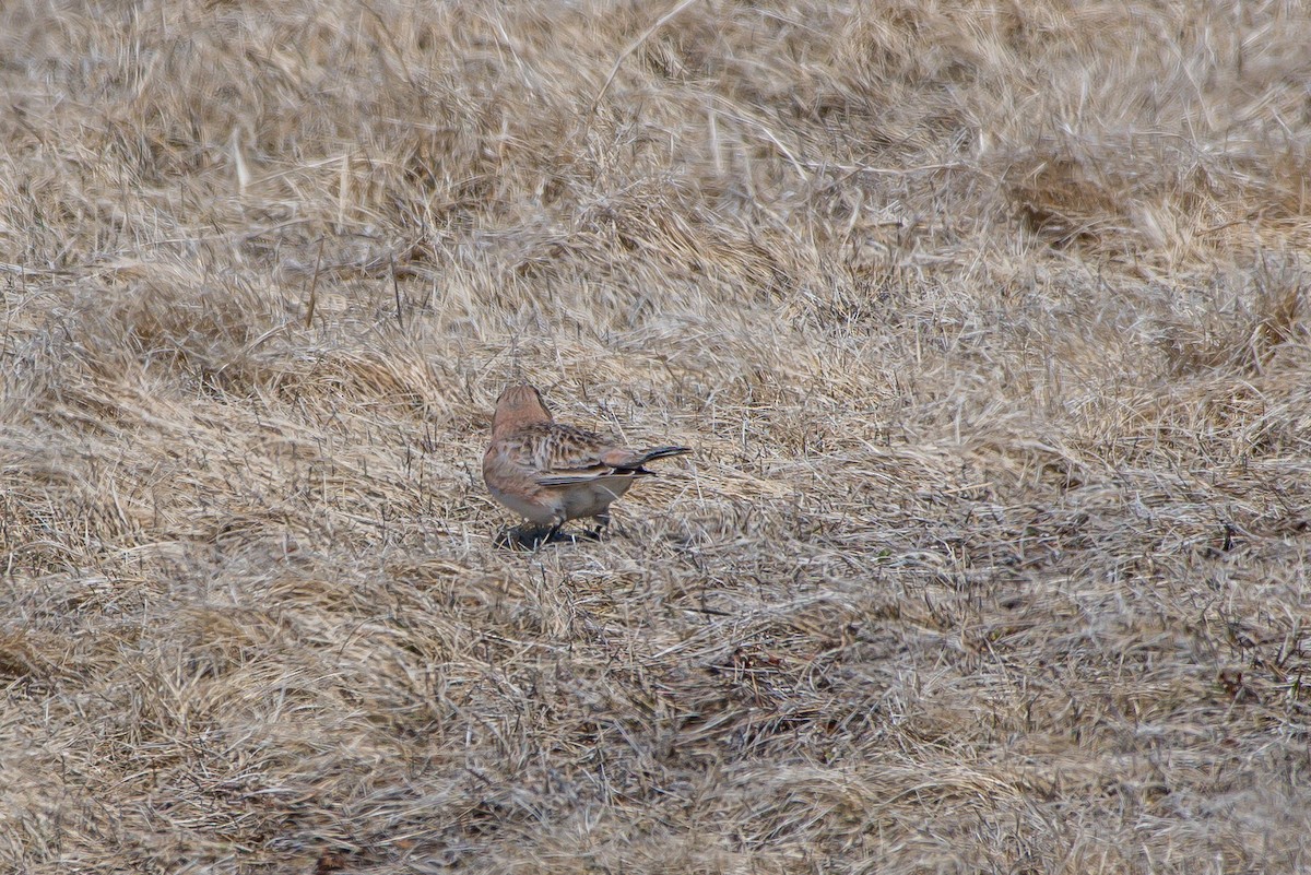 Рогатый жаворонок - ML229075381