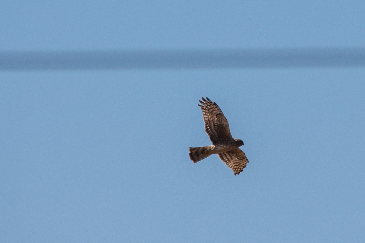 Northern Harrier - Frank King