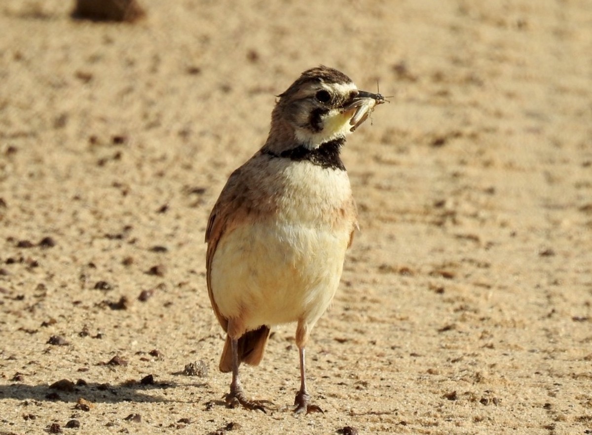 Horned Lark - ML229077811