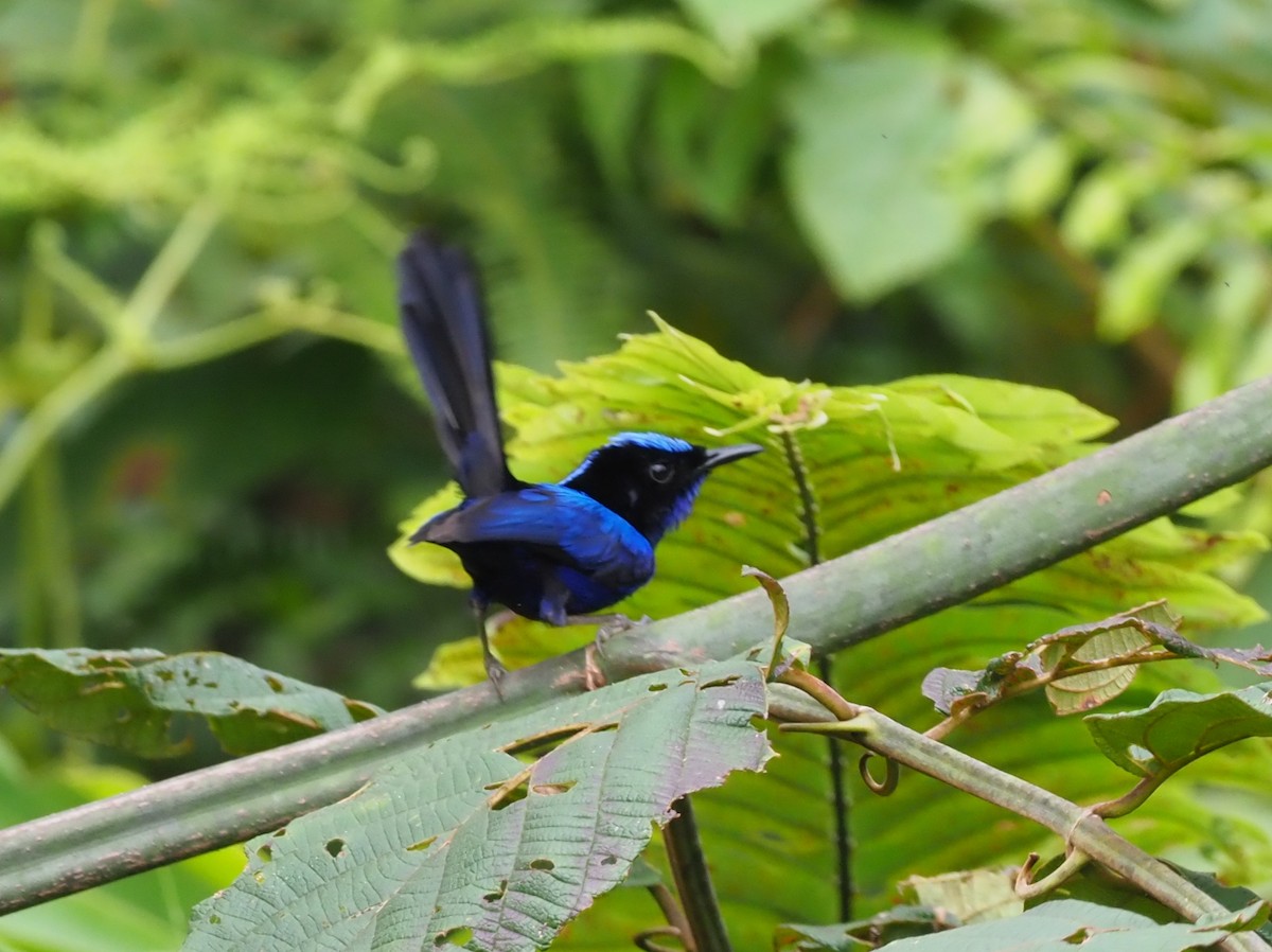 Emperor Fairywren - Stephan Lorenz