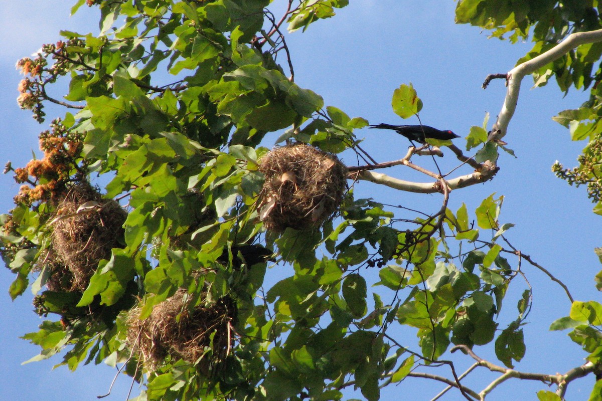 Metallic Starling - ML229079161