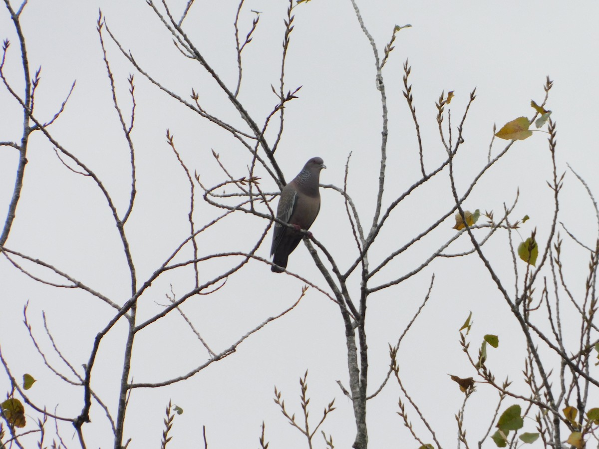 Picazuro Pigeon - ML229079921