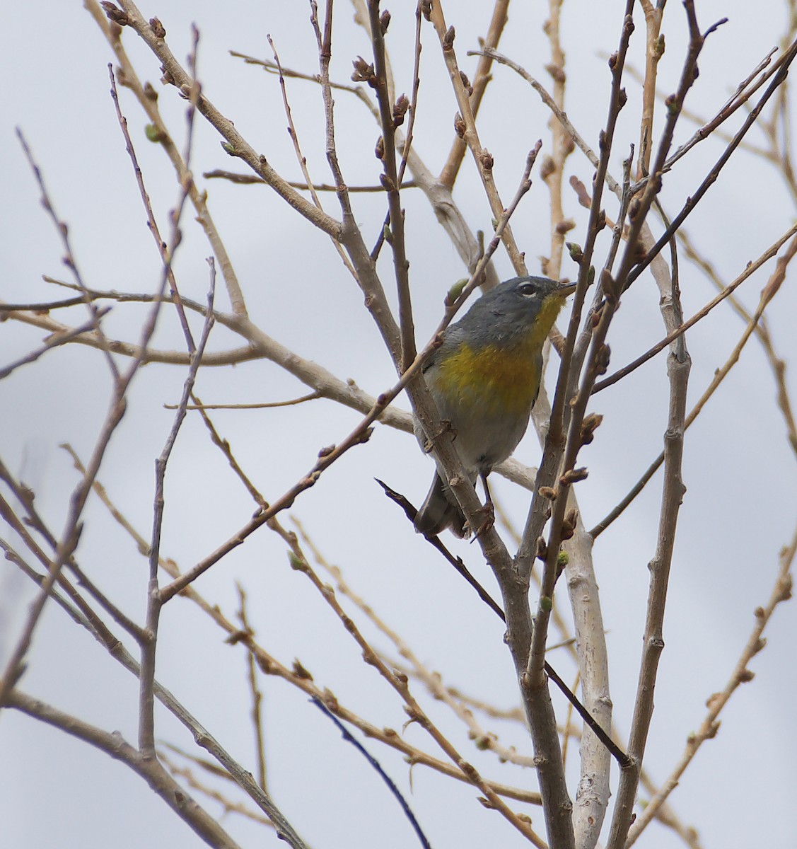 Northern Parula - ML229083001