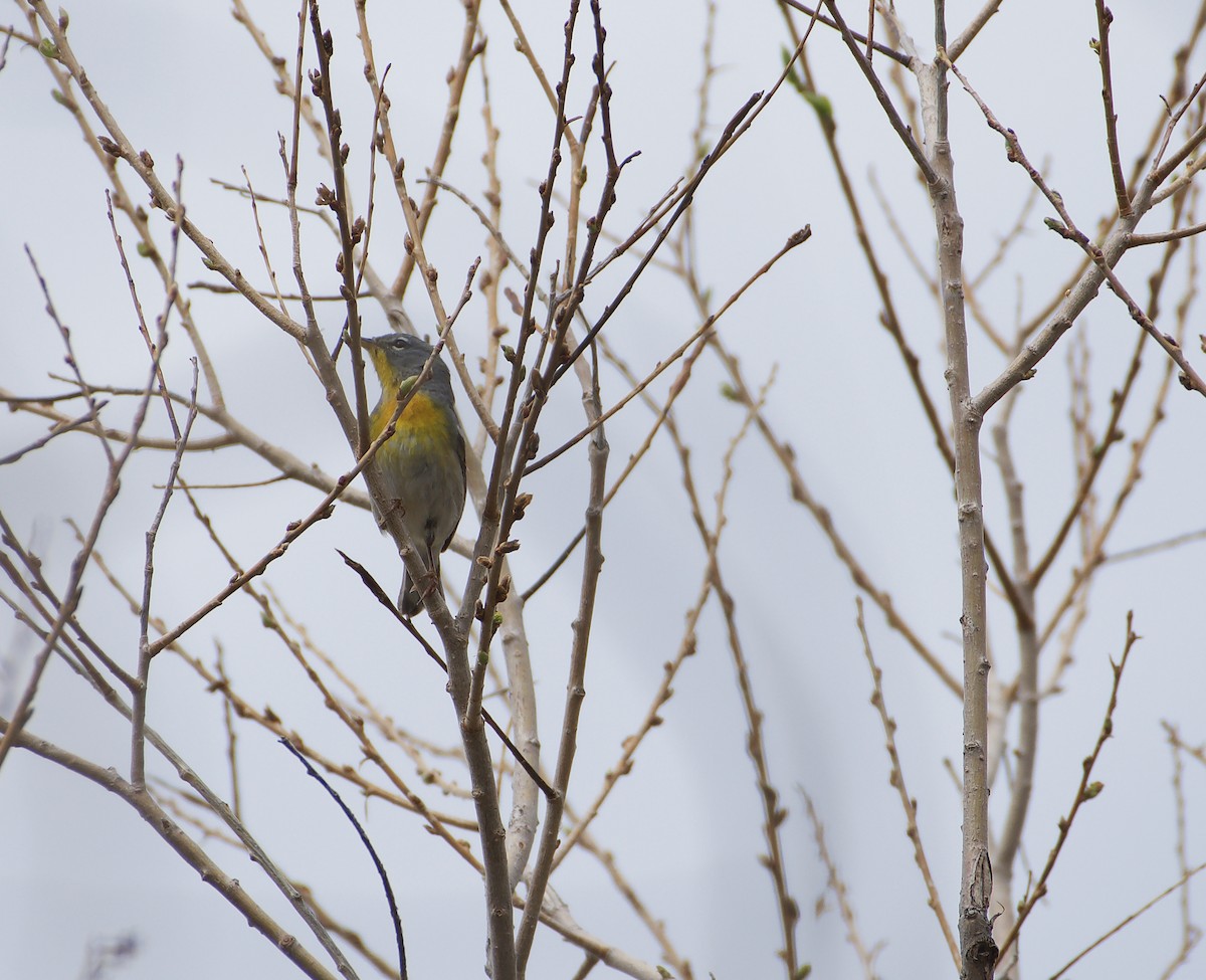 Northern Parula - ML229083081